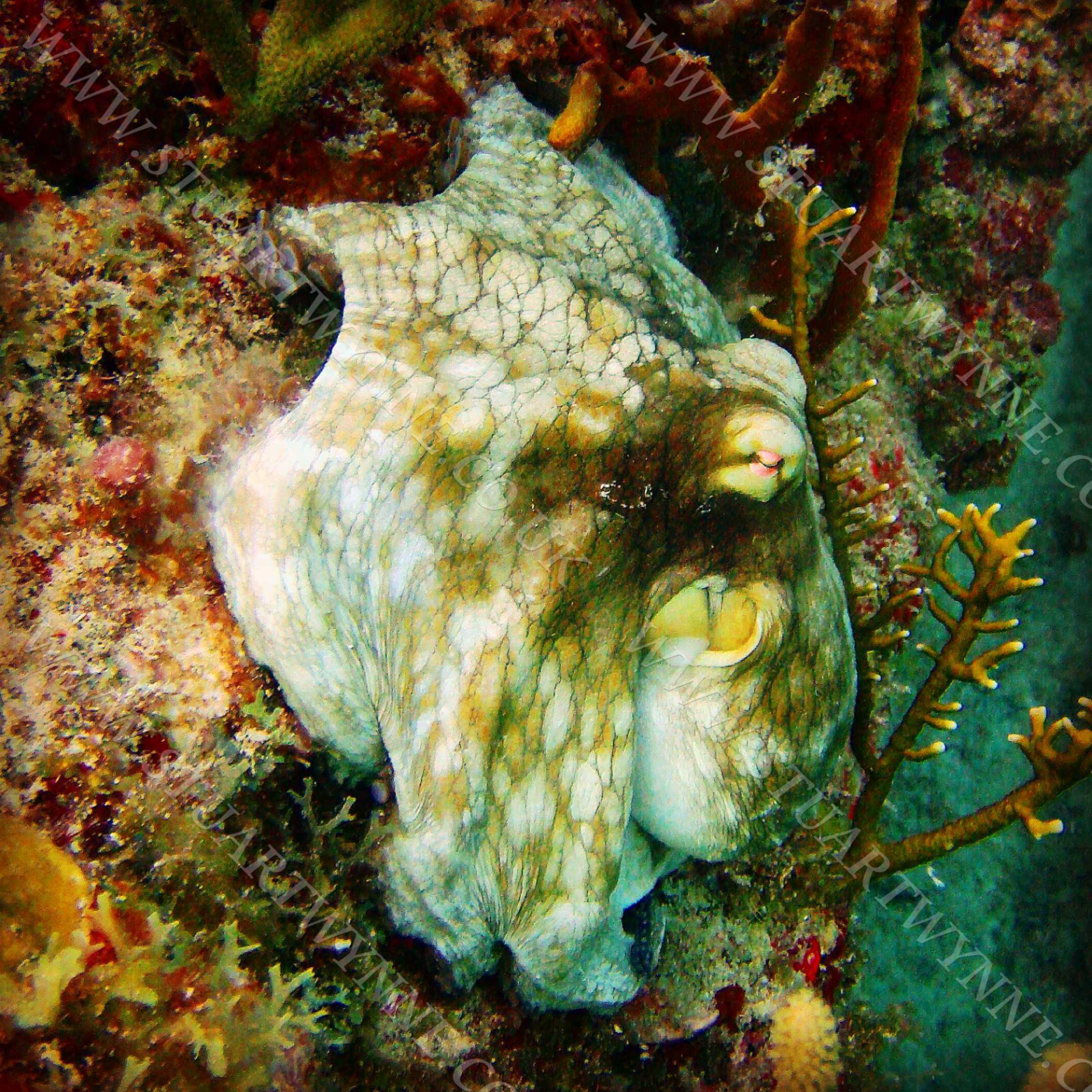 Common Octopus Anguilla