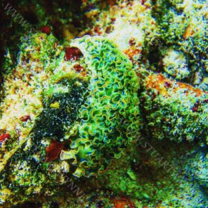 Lettuce Sea Slug Anguilla