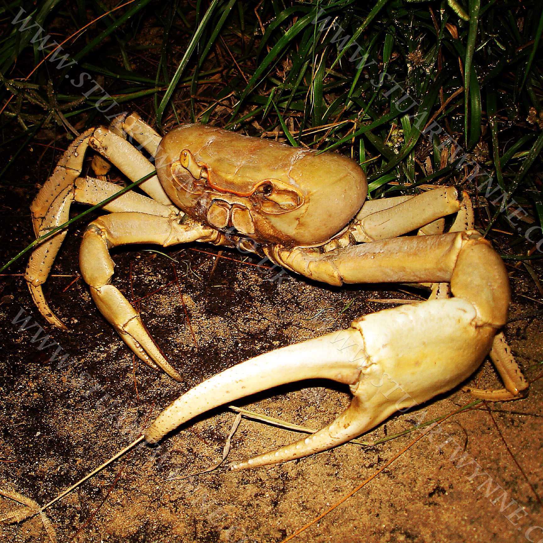 Caribbean Land Crab Andros Bahamas