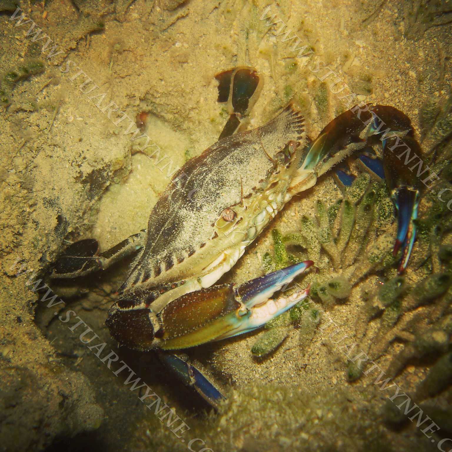Blue Swimming Crab Andros Bahamas