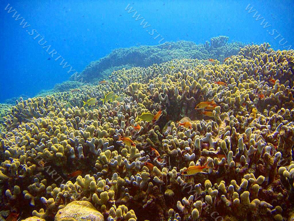 Finger Coral Reef Sandy Ground Anguilla