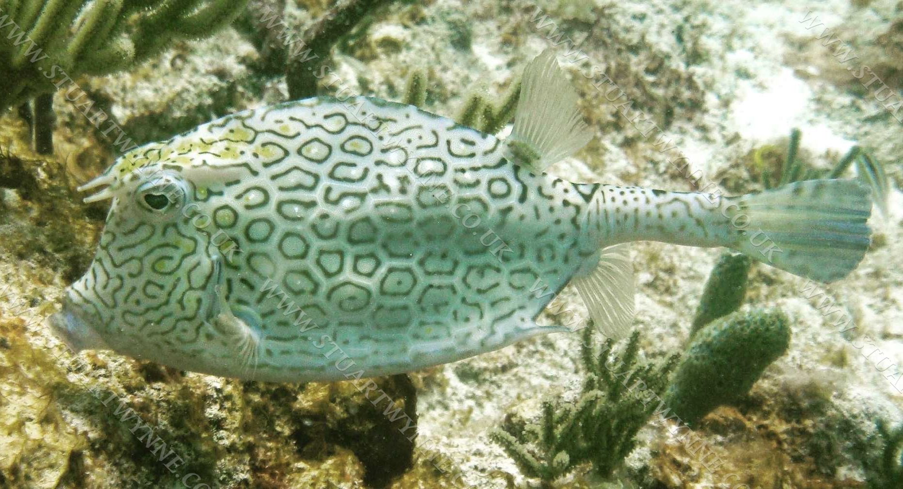 Honeycomb Cowfish Anguilla