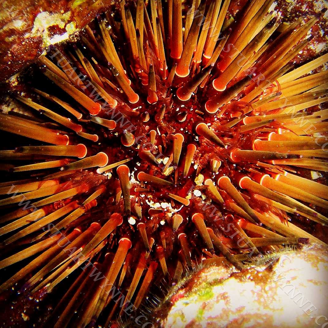Reef Urchin Anguilla