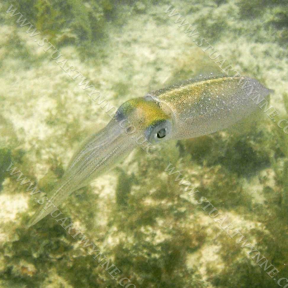 Caribbean Reef Squid Anguilla