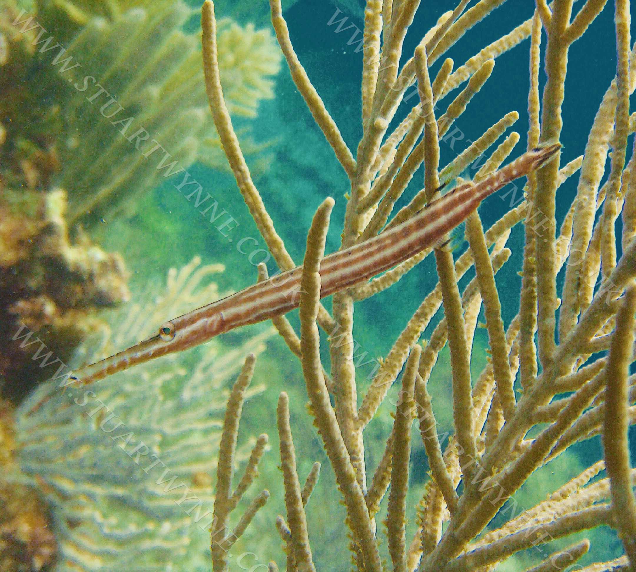 Trumpetfish in Soft Coral Anguilla