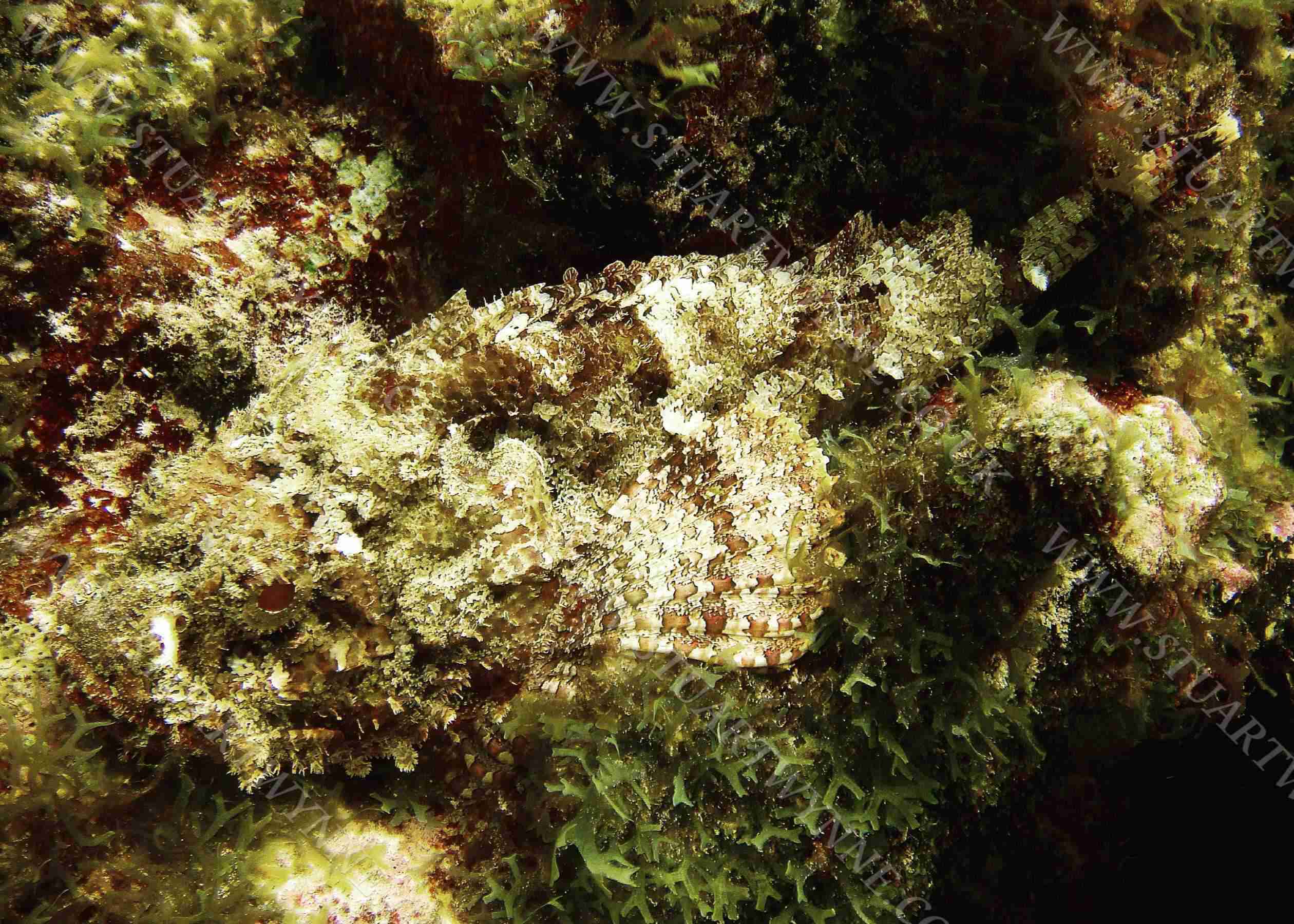 Spotted Scorpionfish Anguilla