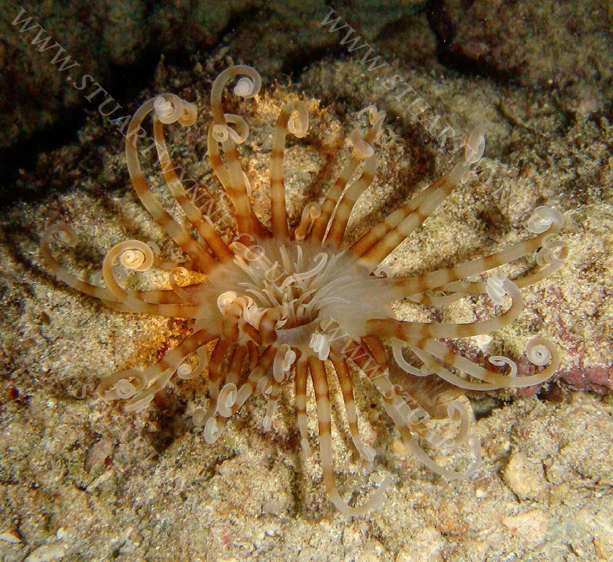 Banded Anemone Anguilla