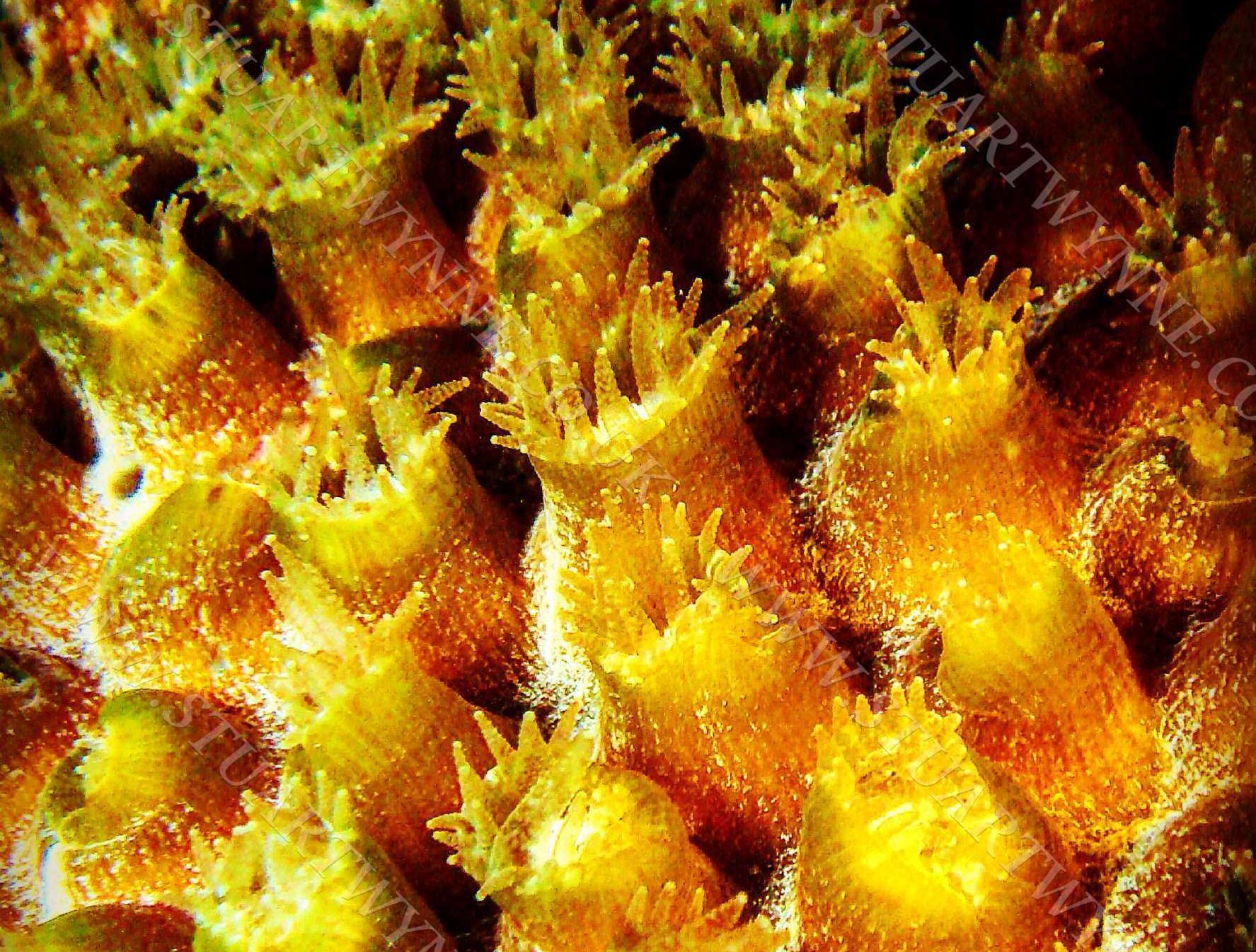 Great Star Coral Polyps Anguilla