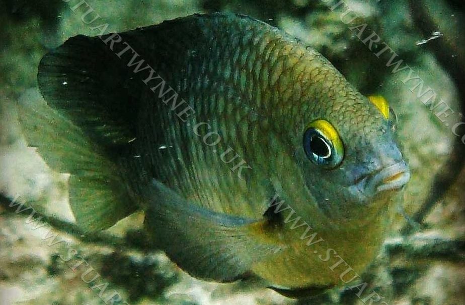 Threespot Damselfish Anguilla