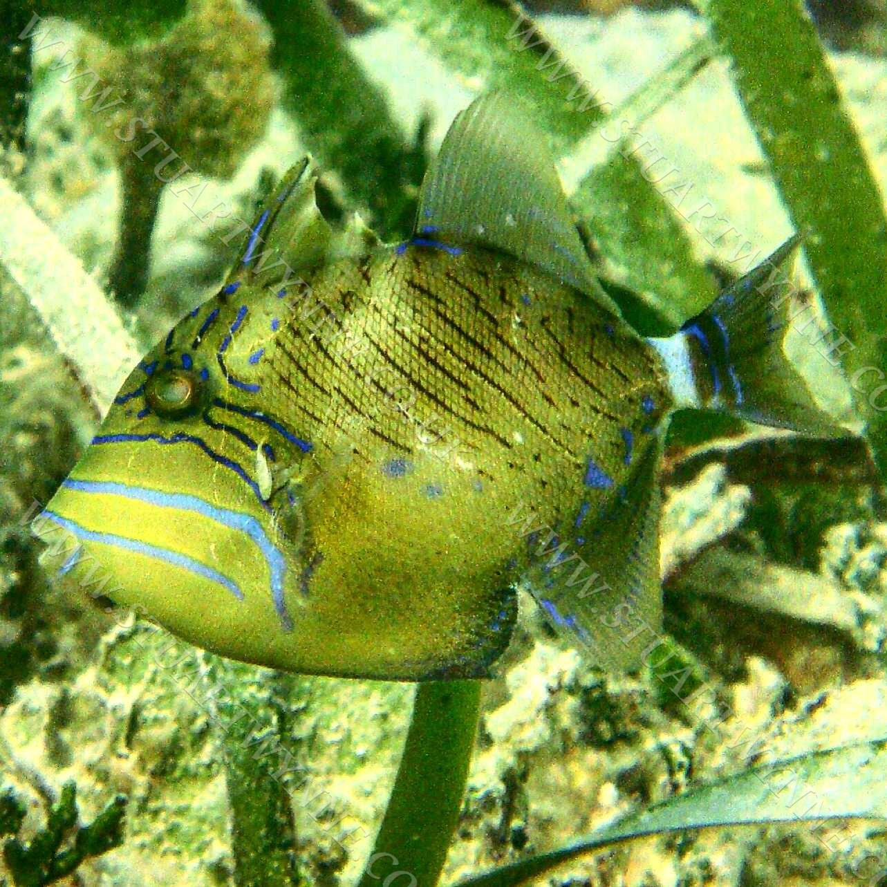Juvenile Queen Triggerfish Anguilla