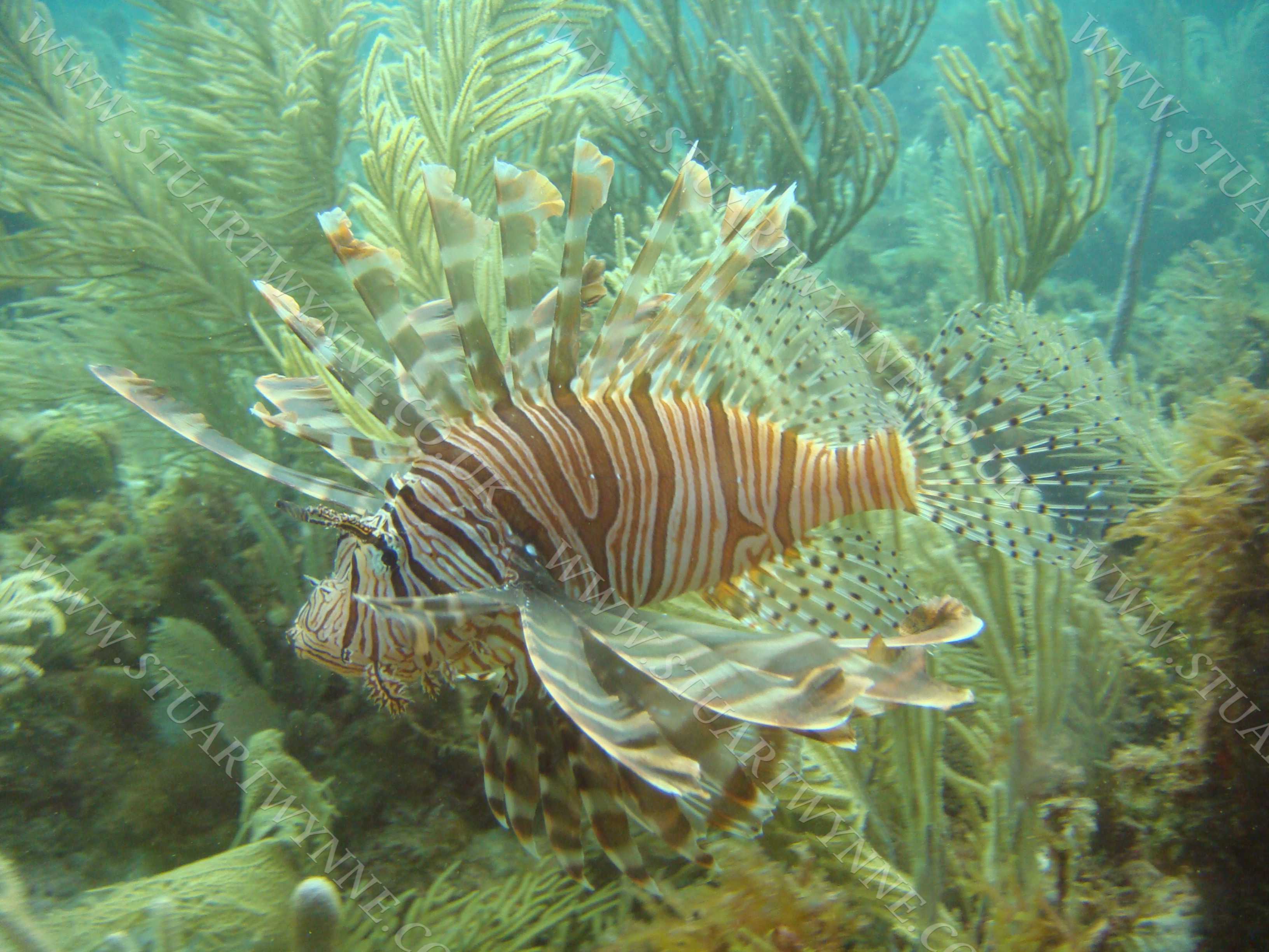 Lionfish Shoal Bay Anguilla