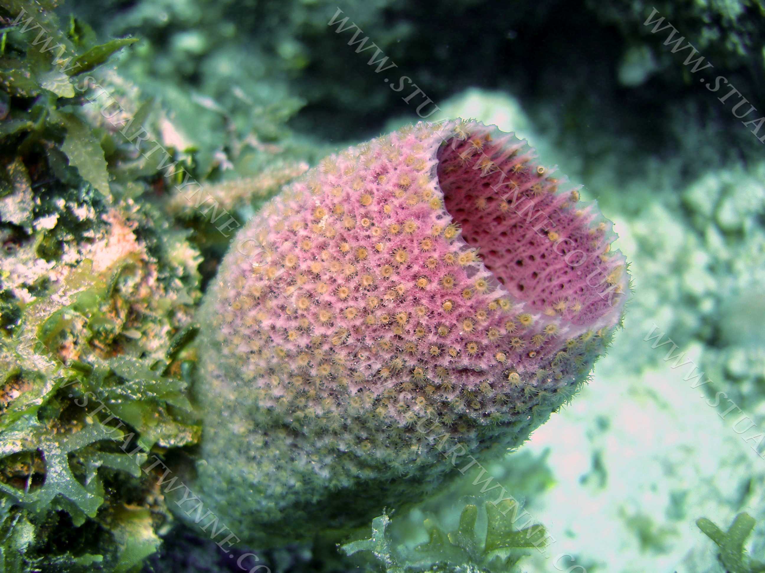 Pink Vase Sponge Anguilla