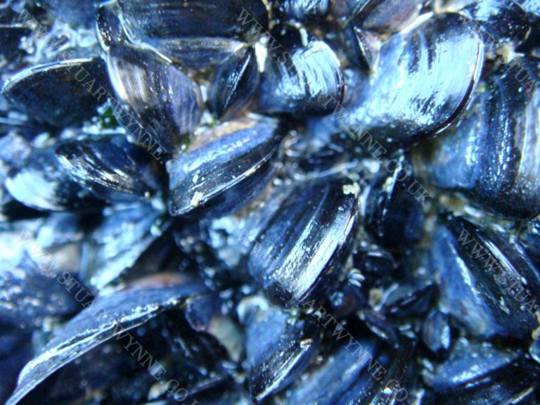 Common Blue Mussel