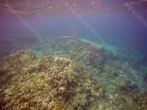 Eroding Finger Corals Shoal Bay East Anguilla 2017