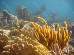 Fire and Soft Corals at Long Reef Anguilla 2016
